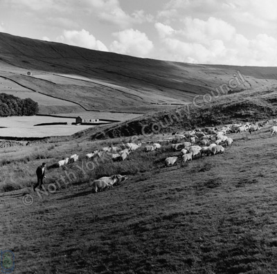 Shepherding, Sleddale